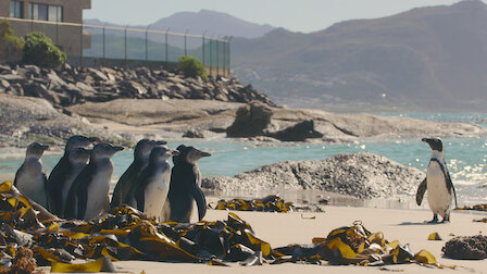 Watch Penguin Town | Netflix Official Site